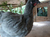 Lavender orpington cockerel 10 weeks old