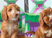 F1 apricot and fox red mini cockapoos 30 dna health tested clear