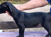 Well bred beautiful lurcher puppies
