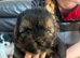 3/4 bred Biewer terrier boys