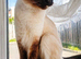 Ragdoll and ragamuffin girls