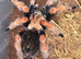 AF B boehmei and B Hamorii