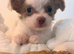 Long haired lilac and white chihuahua puppy