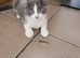 Kitens