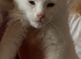 3 maine Coon kittens for sale