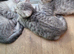 Scottish fold/straight kittens