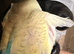Young budgie needing new home