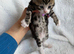 Adorable British Shorthair. Delivery available Now!