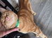 Ginger male cat