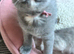 Beautiful purebred Scottish Fold/ Straight kittens