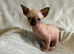 Male Sphynx