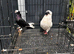 Pigeons for sale