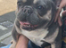 MiCRO FRENCH BULLDOG