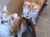 Bengal Kittens