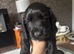 Kc registered cocker spaniel puppies
