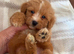 Maltipoo puppies small toy Maltese x toy poodle red apricot dog puppy