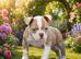 Both vaccines ready now! Olde English bulldogs olde tyme bulldogs