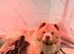 Beautiful chow chow babies
