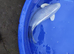 Platinum ogon koi 40cm+