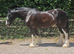 MELODIE 18.2HH SUCCESSFUL SHIRE MARE