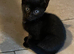 Lovely Playful Kittens Ready Now