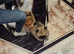 Pomeranian 3 boy