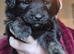 2 Gorgeous Golden Shepherd Female Puppies Seeking their Forever Home!!