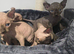 TICA & HEALTH TESTED SPHYNX KITTENS