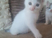 Male kitten