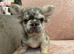 Frenchie puppies