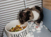 Syrian hamster and cage / food/bedding