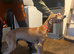 Saluki x greyhound puppy