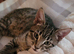 2 kittens