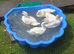 Call ducks