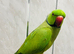 Male Ringneck talking parrot