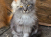 Pedigree maine coon kittens