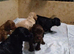 Cockapoo Puppies For Sale!!