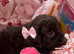 Cocker spaniel female