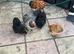 12 mixed colours of Pekin hatching eggs for sale