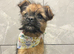 Super cute male puppy