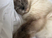 3 left ragdoll kittens