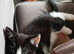 Kittens for sale