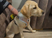 Labrador girl pup (willow)