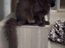 Title Beautiful maine coon girl in need new home
