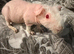 Female skinny pigs for sale