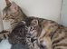 Begal mix kitten girl 10 weeks