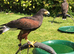 Harris Hawks