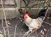 Rockin Cockerel Looking for new pastures