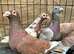 Pigeons for sale