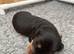 Stunning Silky Wire Haired Dachshunds